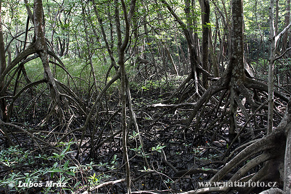 Manglar