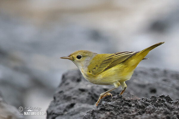 Mangrove Warbler (Setophaga petechia)