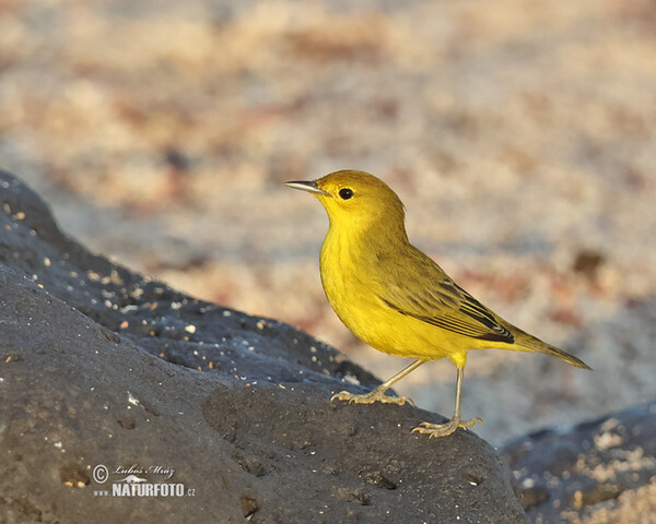 Mangrove Warbler (Setophaga petechia)