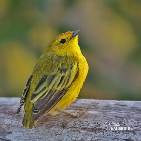 Mangrove Warbler (Setophaga petechia)