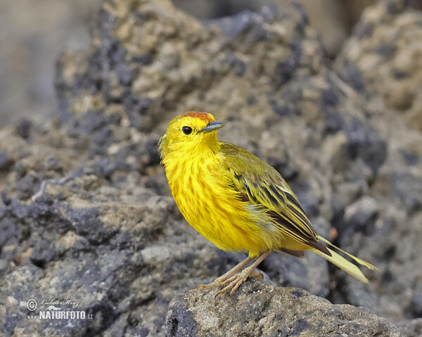 Mangrove Warbler (Setophaga petechia)