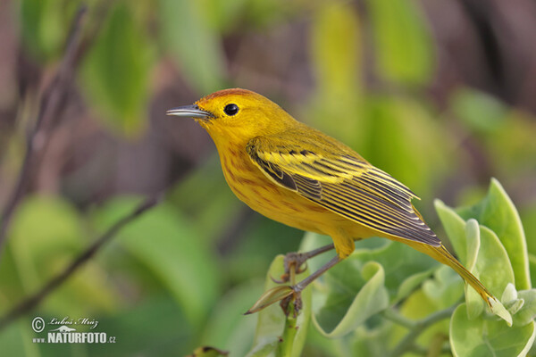 Mangrove Warbler (Setophaga petechia)