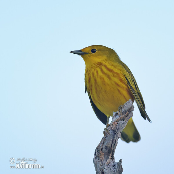 Mangrove Warbler (Setophaga petechia)