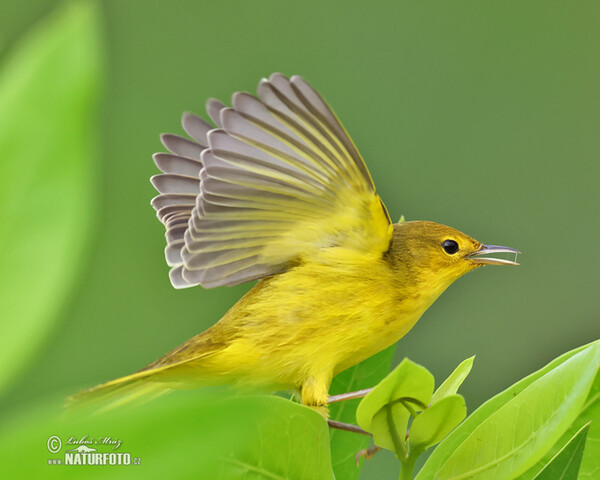 Mangrove Warbler (Setophaga petechia)