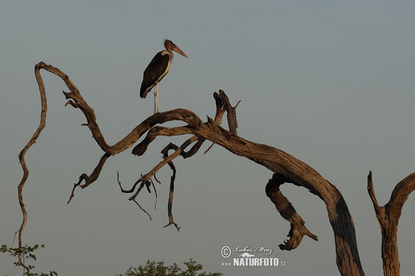 Marabù africano