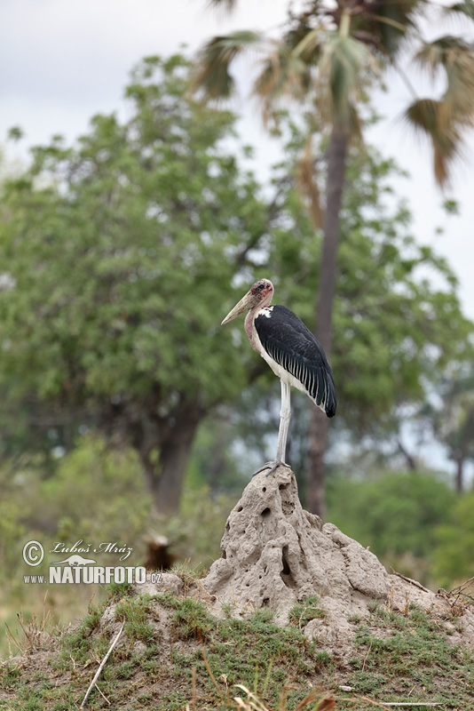 Marabù africano