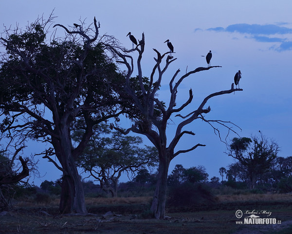 Marabou Stork (Leptoptilos crumeniferus)