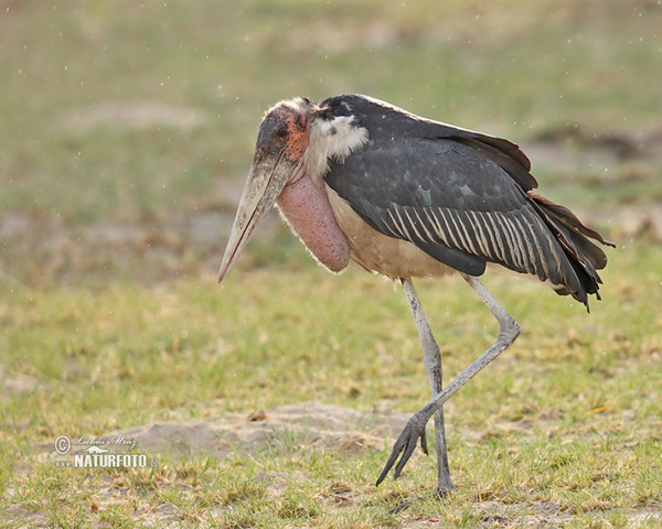 Marabou Stork (Leptoptilos crumeniferus)