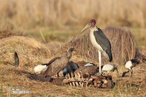 Marabou Stork (Leptoptilos crumeniferus)