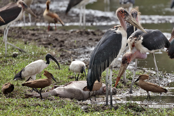 Marabou Stork (Leptoptilos crumeniferus)