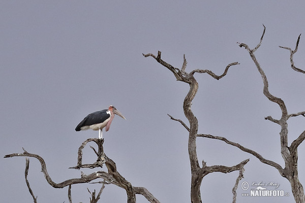 Marabu