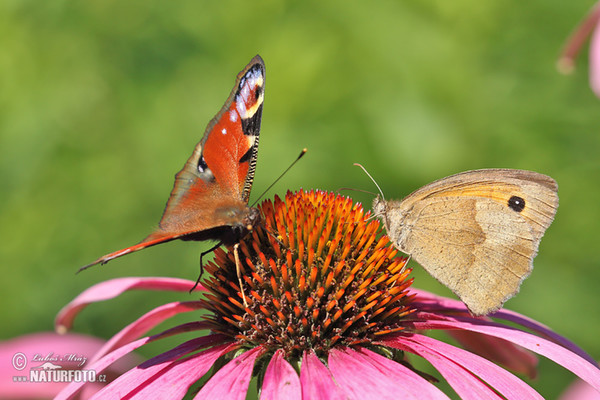 Mariposa pavo real