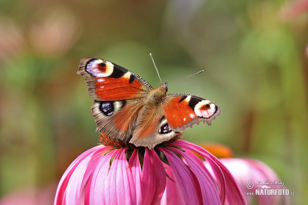 Mariposa pavo real