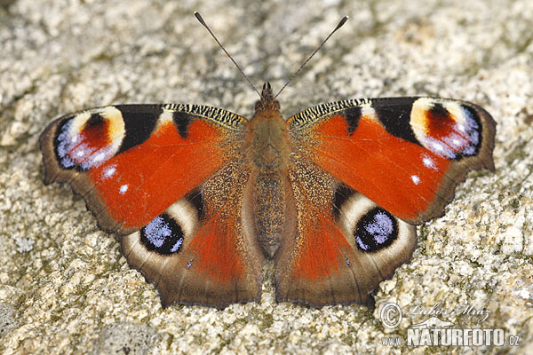 Mariposa pavo real