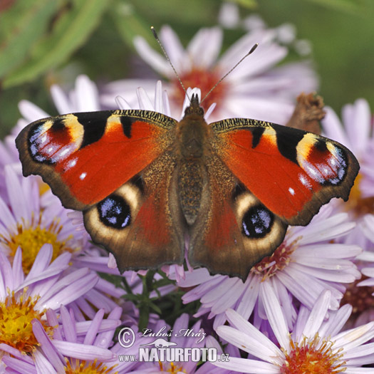 Mariposa pavo real