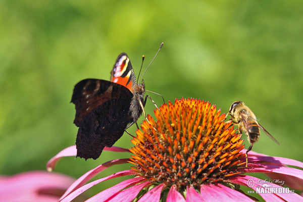 Mariposa pavo real