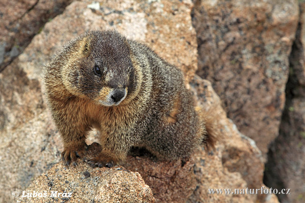 Marmota de ventre groc