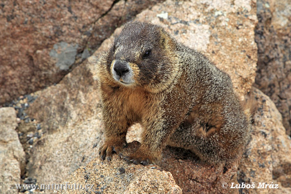 Marmota de ventre groc