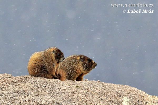 Marmota de ventre groc