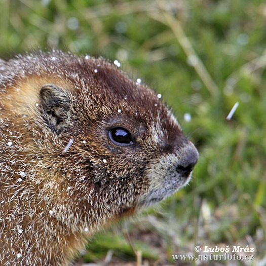 Marmota de vientre amarillo