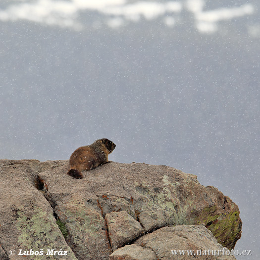 Marmota de vientre amarillo