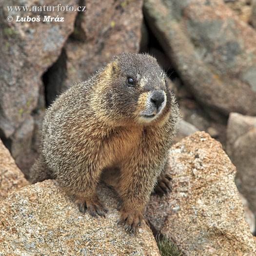 Marmotta dal ventre giallo