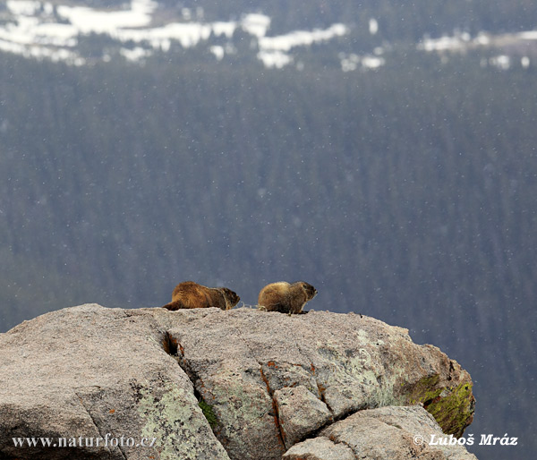 Marmotte à ventre jaune