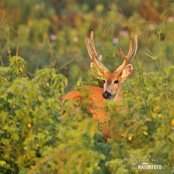 Marsh Deer (Blastocerus dichotomus)