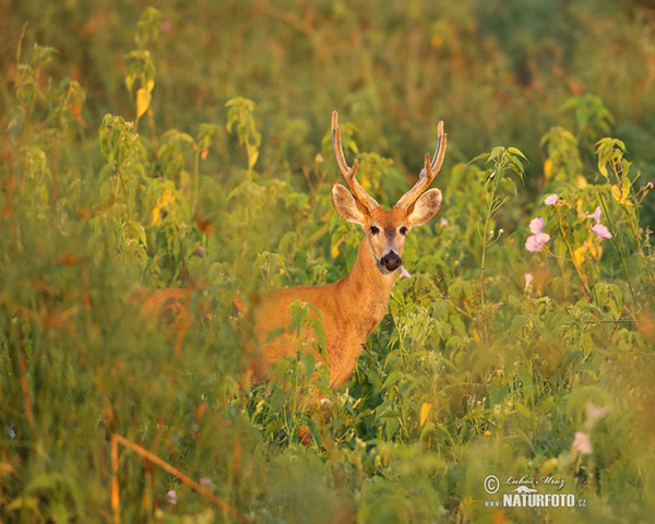 Marsh Deer (Blastocerus dichotomus)