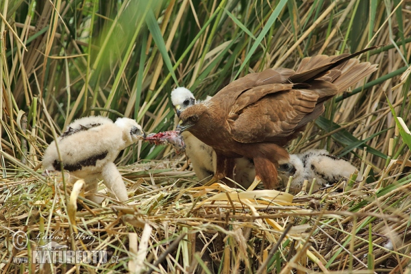 Marsh Harrier (Circus aeruginosus)