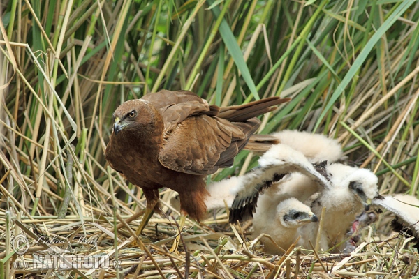 Marsh Harrier (Circus aeruginosus)