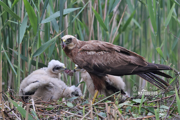 Marsh Harrier (Circus aeruginosus)