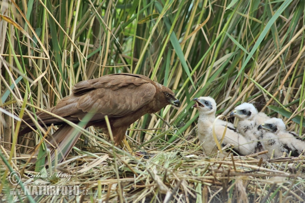 Marsh Harrier (Circus aeruginosus)