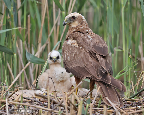 Marsh Harrier (Circus aeruginosus)