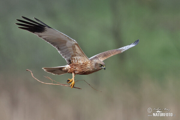 Marsh Harrier (Circus aeruginosus)