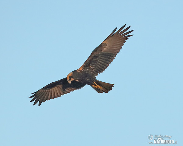 Marsh Harrier (Circus aeruginosus)