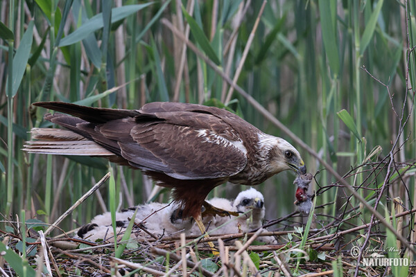 Marsh Harrier (Circus aeruginosus)