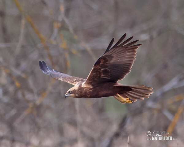 Marsh Harrier (Circus aeruginosus)