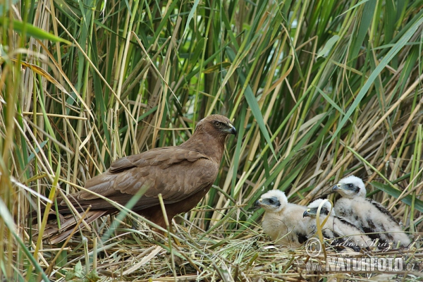 Marsh Harrier (Circus aeruginosus)