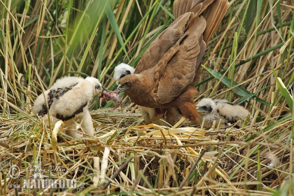 Marsh Harrier (Circus aeruginosus)