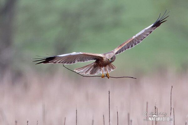 Marsh Harrier (Circus aeruginosus)