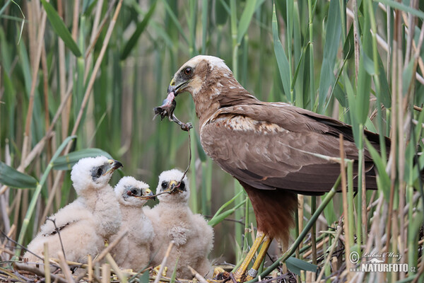 Marsh Harrier (Circus aeruginosus)