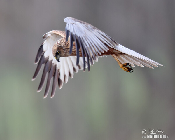 Marsh Harrier (Circus aeruginosus)