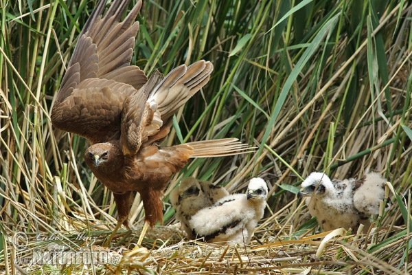 Marsh Harrier (Circus aeruginosus)