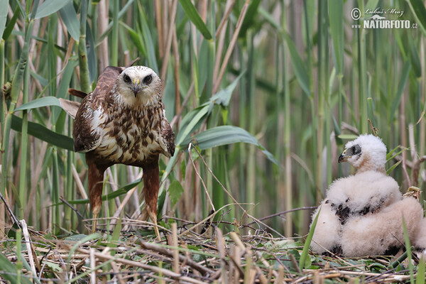 Marsh Harrier (Circus aeruginosus)