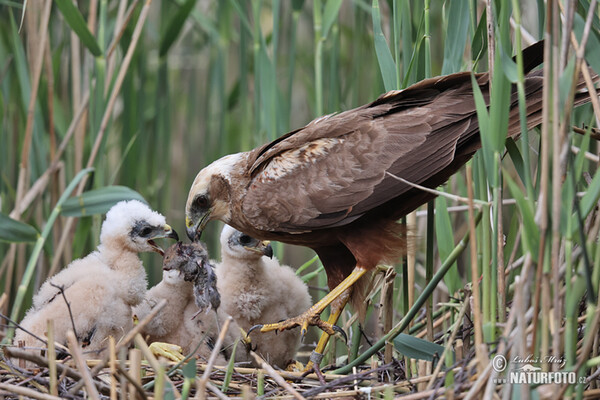 Marsh Harrier (Circus aeruginosus)