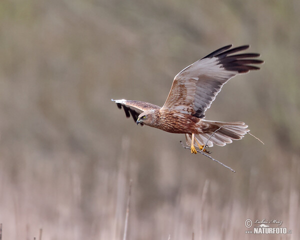 Marsh Harrier (Circus aeruginosus)