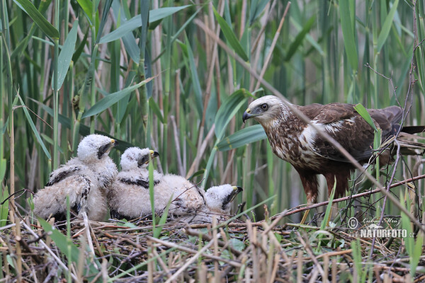 Marsh Harrier (Circus aeruginosus)