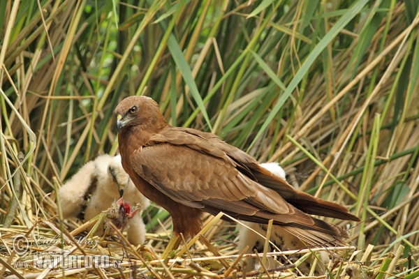 Marsh Harrier (Circus aeruginosus)