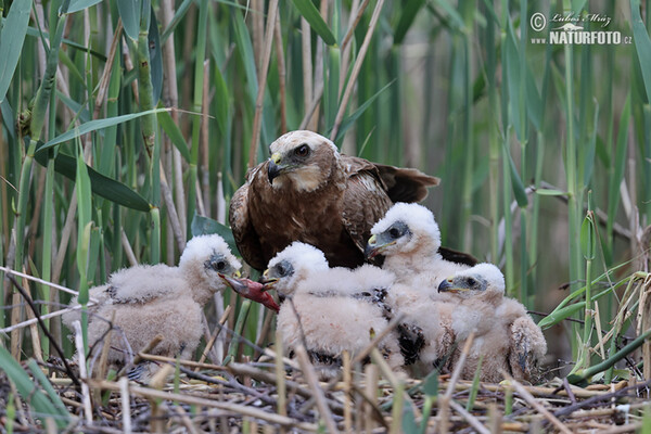 Marsh Harrier (Circus aeruginosus)